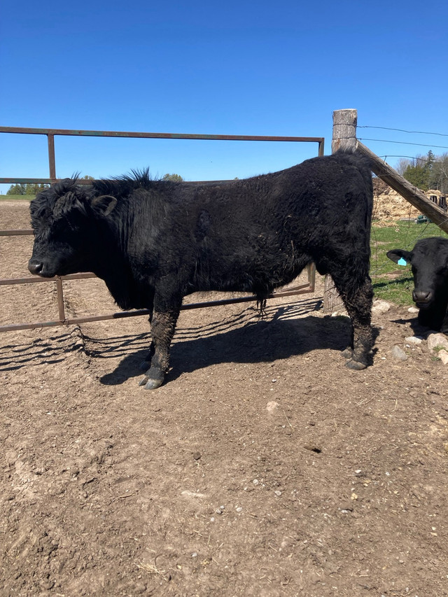  Black Angus bull in Livestock in Trenton - Image 2