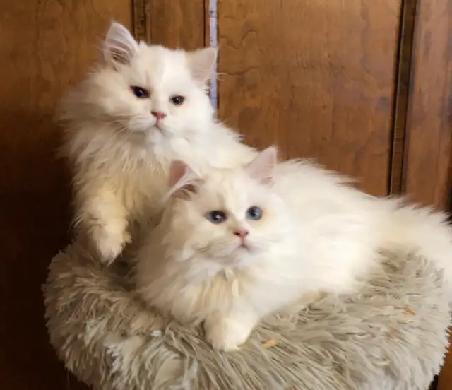 Beautiful Shaded Silver Persian Cats in Cats & Kittens for Rehoming in Lévis - Image 10