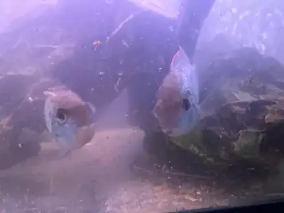 two Electric blue Acaras for adoption, View more