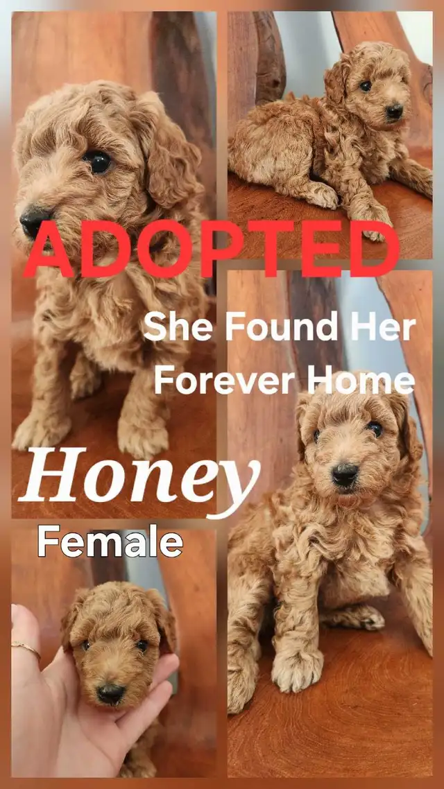 Miniature Poodle Puppies | Dogs & Puppies for Rehoming | Strathcona ...