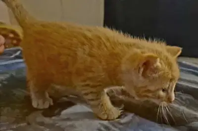 kitten looking for a home for Christmas, View more