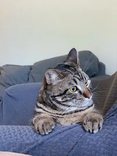 Friendly Neutered Male Cat – Looking for a Loving Home, View more