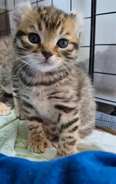 Chaton Highland  Lynx pure race /https://chatteriejolilynx.com, View more