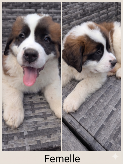 Chiots St-Bernard X Terre-Neuve. Prêts à partir., View more