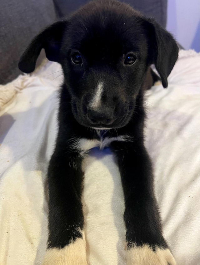 Cane Corso/Husky Mi in Dogs & Puppies for Rehoming in St. Catharines