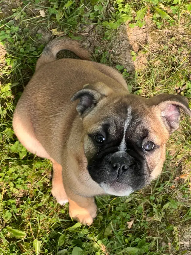 English Bulldog, Olde English Bulldogge mix in Dogs & Puppies for Rehoming in Norfolk County - Image 10