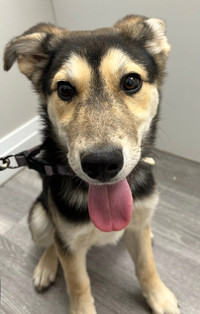 Heath-4mth male husky mix