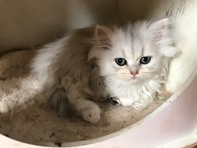 Petits chattons Siberians