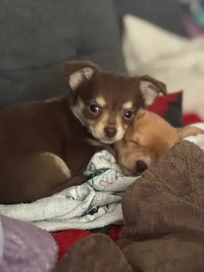 Prets a partir vers leur nouvelle famille, chihuahua pure race (la dernière photo ses les parent) me...