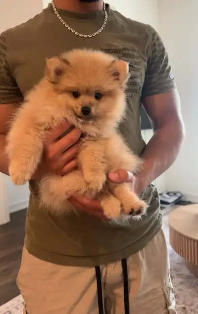 Pomeranian Puppy, View more