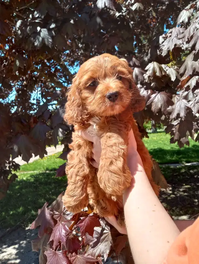 Cockapoo 3 puppies are looking for home in Dogs & Puppies for Rehoming in Oakville / Halton Region - Image 8