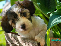 Teddybear Morkie Poo Mix pups , gorgeous and ready to go!