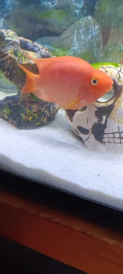 parrot cichlids, View more