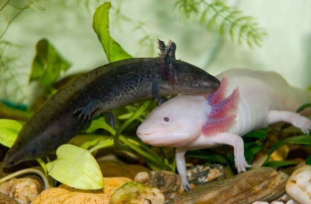 BEAUTIFUL AXOLOTLS ON SPECIAL $75 in Reptiles & Amphibians for Rehoming in North Bay