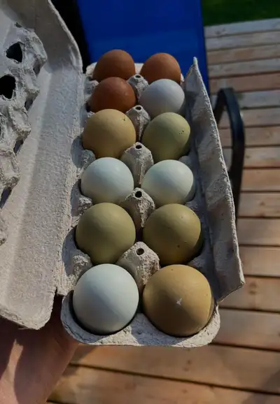 Œufs  fécondé , View more