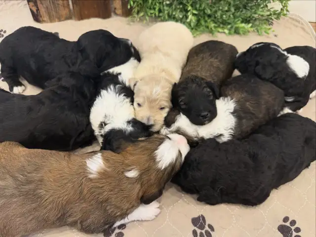 Bernedoodles F1B**only 3 pups to reserve** in Dogs & Puppies for Rehoming in Fredericton - Image 4
