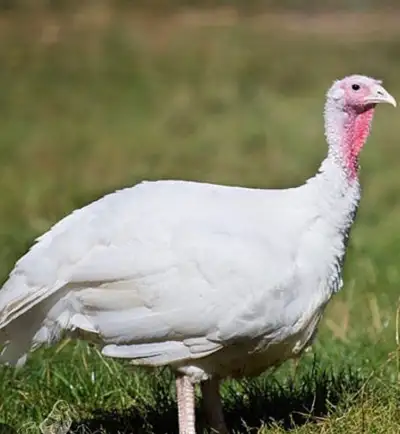 Two hens over a year now , healthy and were laying eggs before winter .100$ each