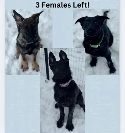 Started German Shepherd Puppies, View more