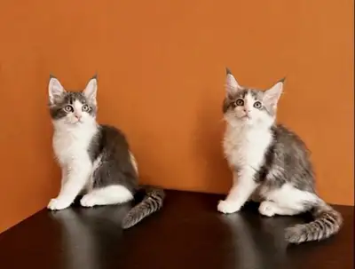 4 Maine Coon X Kittens Now Ready for adoption, View more