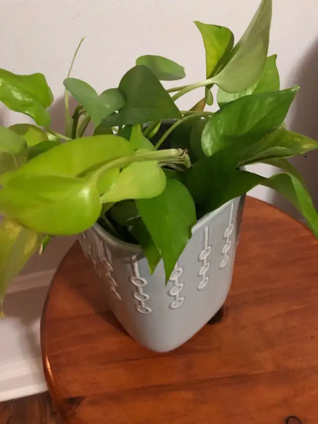 Healthy NEON (Light Green) POTHOS With IKEA Pot in Plants, Fertilizer & Soil in City of Toronto - Image 3