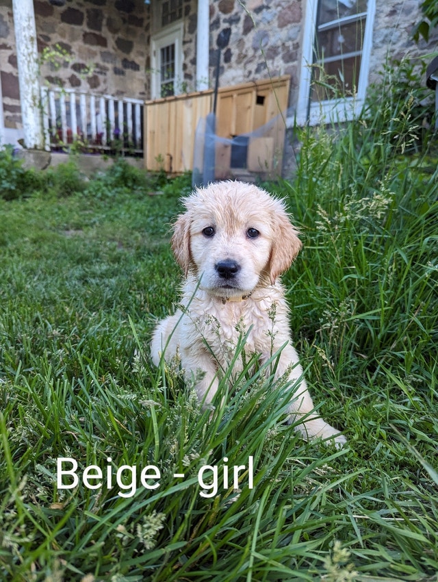 Pure Bred Golden Retrievers Dogs & Puppies for Rehoming Kitchener