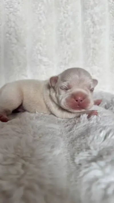 Bonjour je vous présente 2 mâles disponible en adoption PRÊT LE 30 MAI mâle lilac tan photo 1 & mâle...