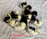 Orpington chicks. 