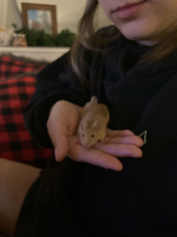 Petite souris avec cage et accessoires 