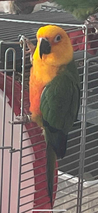 Belle conure Jandaya 