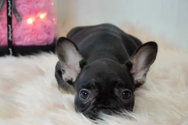 French Bulldogs for sale (fluffy carrier) low shed in Dogs & Puppies for Rehoming in Calgary - Image 7