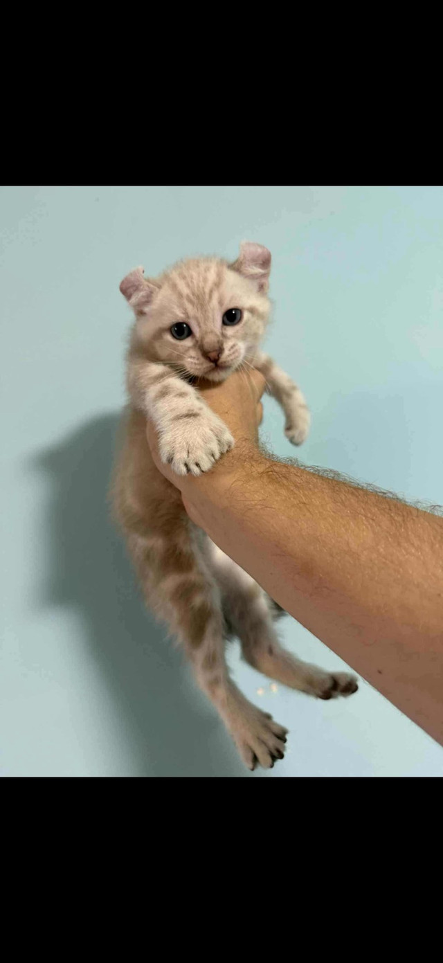 HIGHLAND LYNX MAJESTUEUX  SNOW PUR RACE dans Chats et chatons à adopter  à Ville de Montréal