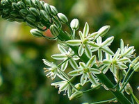 Healing Onion bulbs: Ornithogalum Caudatum : As Shown