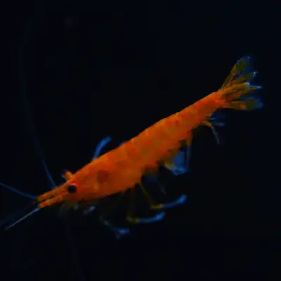 Premium Shrimp for Colorful Display Aquariums, View more