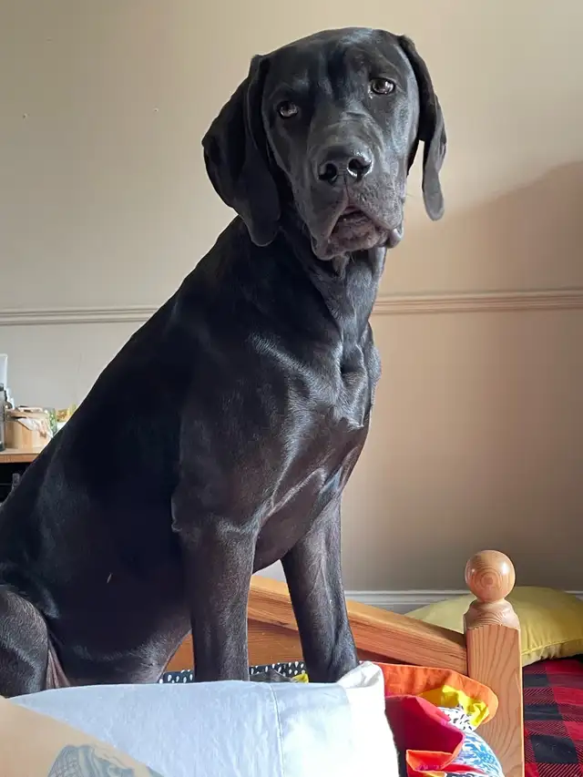 Weimaraner Presa Canario Mastiff Puppies in Dogs & Puppies for Rehoming in St. Catharines - Image 11