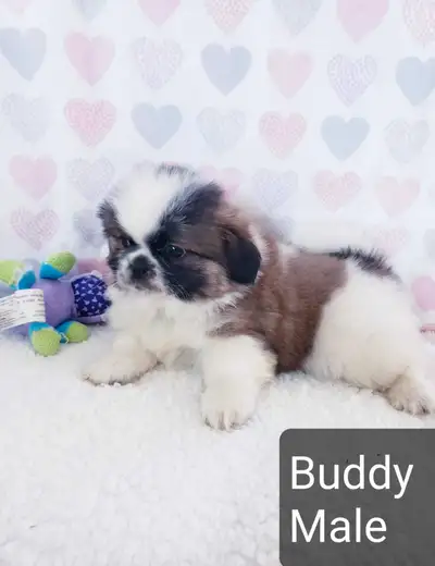Shih tzu puppies (do not reply to this ad) SOLD, View more