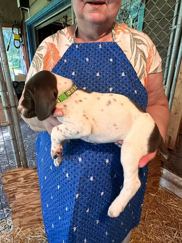 German Shorthaired Pointer  Puppies Wingshot_GSPs in Dogs & Puppies for Rehoming in St. Albert - Image 2