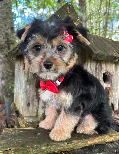 Morkie (Yorkshire X Bichon ) male, View more
