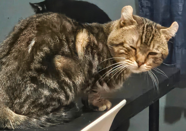 Hyghland lynx dans Chats et chatons à adopter  à Longueuil/Rive Sud - Image 3