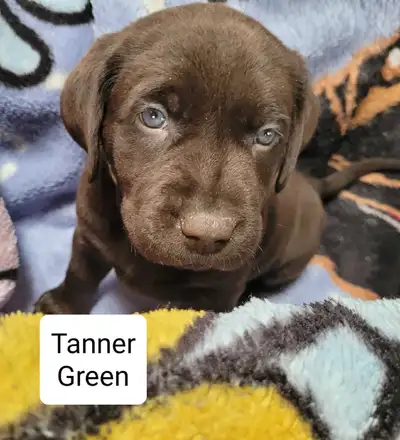 CKC (Canadian Kennel Club) registered purebred Labrador Retriever puppies available approximately Ap...