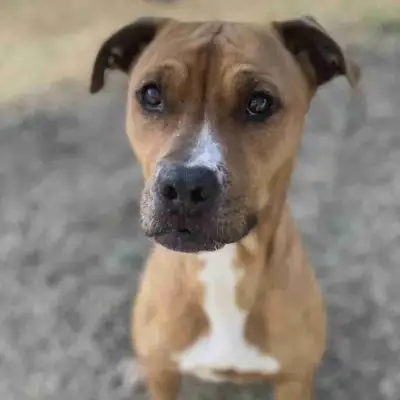 Female Lab/Terrier Mix, View more
