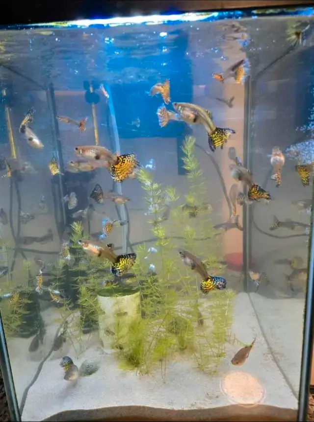 Snake Skin Guppies in Fish for Rehoming in Oakville / Halton Region - Image 5