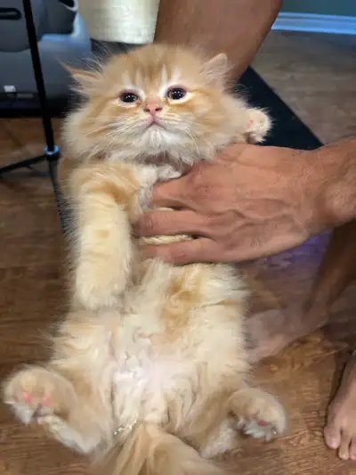 Orange Persian cat, View more