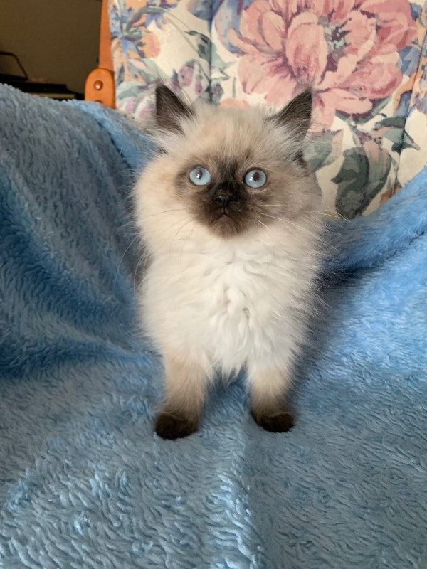 Ragdoll Kittens Ready To Go Cats & Kittens for Rehoming Edmonton