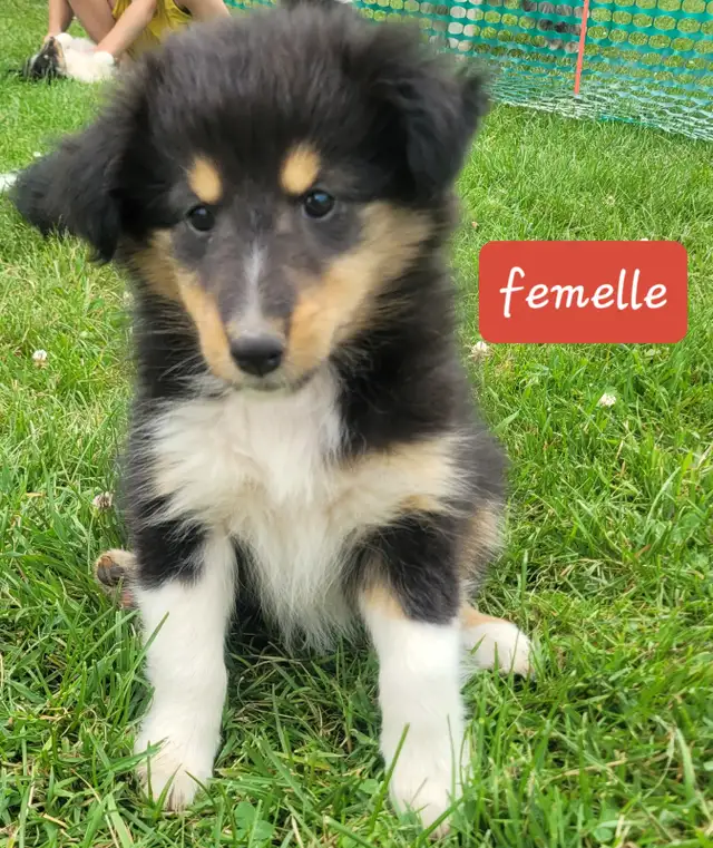 Chiots berger de shetland in Dogs & Puppies for Rehoming in Granby - Image 3