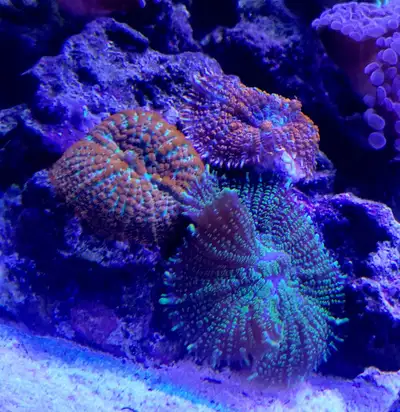 Corals for reef aquarium, View more