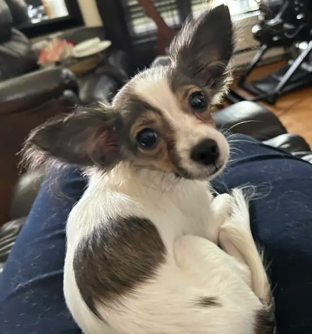 Mignon chihuahua poil long très attachant in Dogs & Puppies for Rehoming in Longueuil / South Shore - Image 8