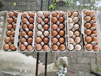 Oeuf fécondé de poules, races mixtes, View more