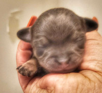 Beautiful chihuahua newborns!