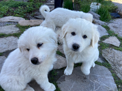 Maremma/ Great Pyrenees Puppies - Ready to go mid-May