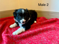 Border Collie Puppies for sale 
